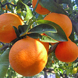 Arancia dolce del Golfo di Taranto