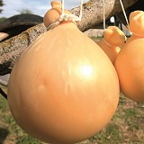 Caciocavallo podolico