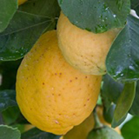 Limone femminello del Gargano