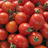 Pomodoro Fiaschetto e olio biologico di Torre Guaceto